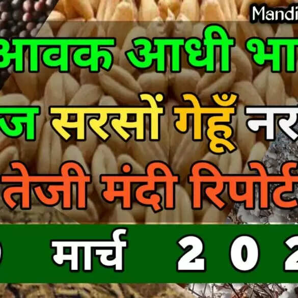 आवक कम भाव तेज, सरसों धान गेंहू नरमा कपास के भाव एवं मार्केट तेजी मंदी रिपोर्ट 19 मार्च 2022