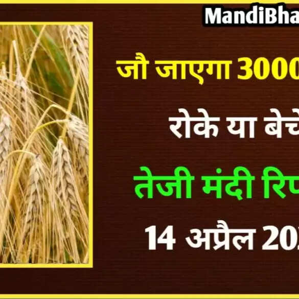 जौ में जोरदार तेजी | भाव जा सकता है 3000 के पार | जौ तेजी मंदी रिपोर्ट | 14 अप्रैल 22