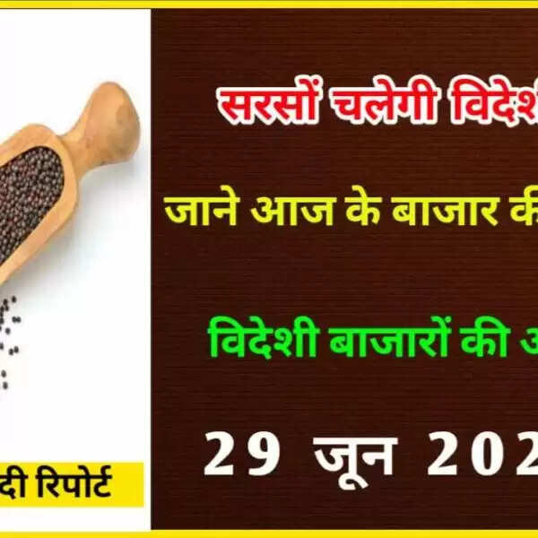 विदेशी रुझानों पर चल रही सरसों, जाने क्या रहेगा आज मार्केट | सरसों तेजी मंदी रिपोर्ट 29 जून 2022