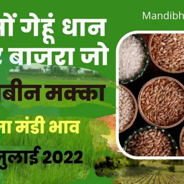 आज का मंडी भाव, देखें आज के धान, गेहूं, सरसों, नरमा, ग्वार, चना, जौ, अरंडी आदि फसलों के भाव | aaj ka mandi bhav