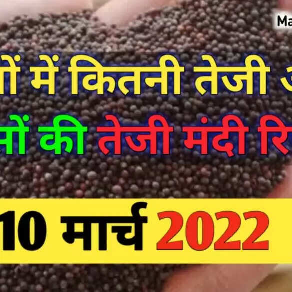 सरसों के भाव में बड़ा उतार चढ़ाव | सरसों के ताजा भाव व तेजी मंदी रिपोर्ट