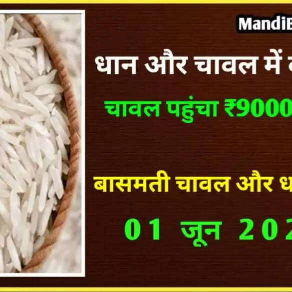 बासमती धान और चावल में तेजी | ताजा भाव | Basmati Rice Rate Today  | Paddy Rate 01 Jun 2022