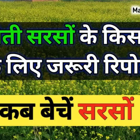 सरसों का भाव | Sarso Ka Bhav | सरसों रोके या बेचे ? अगेती सरसों वाले किसानों के लिए जरूरी रिपोर्ट