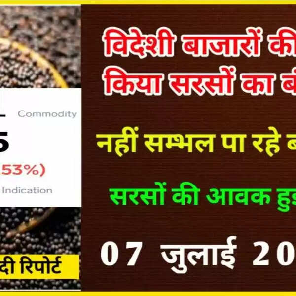 विदेशी बाजारों और सरकारी अंकुश से सरसों का हुआ बंटाधार – रिपोर्ट ( sarso rate today)