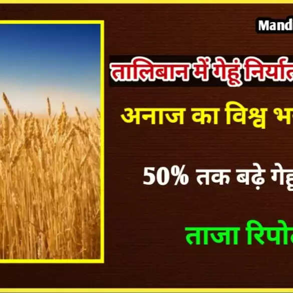 wheat Export News | अब तालिबान ने लगाया गेहूं निर्यात पर प्रतिबंध | 50% तक बढ़े भाव | ताजा रिपोर्ट