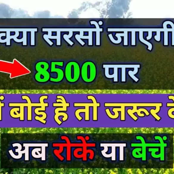 क्या सरसों जायगा 8500 रूपए | सरसों बोई है तो ये रिपोर्ट पढ़ना जरुरी है | Sarso Report in Hindi