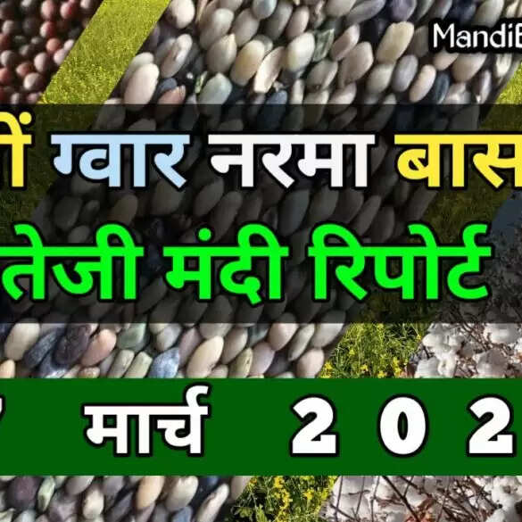तेजी मंदी रिपोर्ट | सरसों और ग्वार तेज, नरमा स्थिर, बासमती में भी तेजी | 17 मार्च ताजा मंडी रिपोर्ट