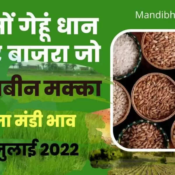 आज का मंडी भाव, देखें आज के धान, गेहूं, सरसों, नरमा, ग्वार, चना, जौ, अरंडी आदि फसलों के भाव | aaj ka mandi bhav