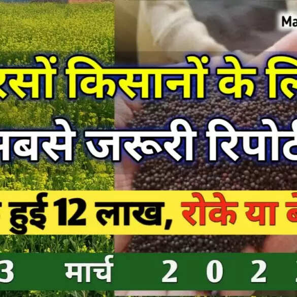 सरसों के भाव और पूरे हफ्ते की तेजी मंदी रिपोर्ट | रोके या बेचे