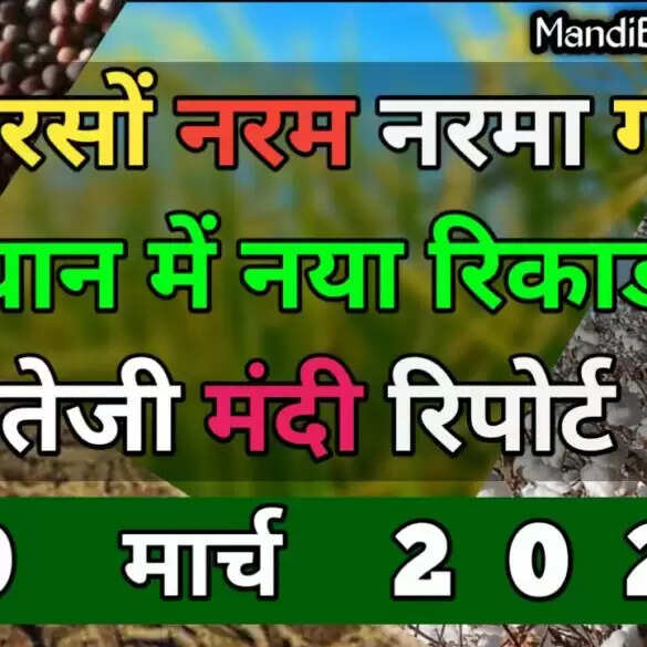 नरमा और धान तेज, सरसों हल्की नर्म | मंडियों की ताजा अपडेट और तेजी मंदी रिपोर्ट 20 मार्च 2022