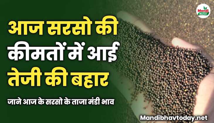 आज सरसो की कीमतों में आई तेजी की बहार | जाने आज के सरसो के ताजा मंडी भाव 