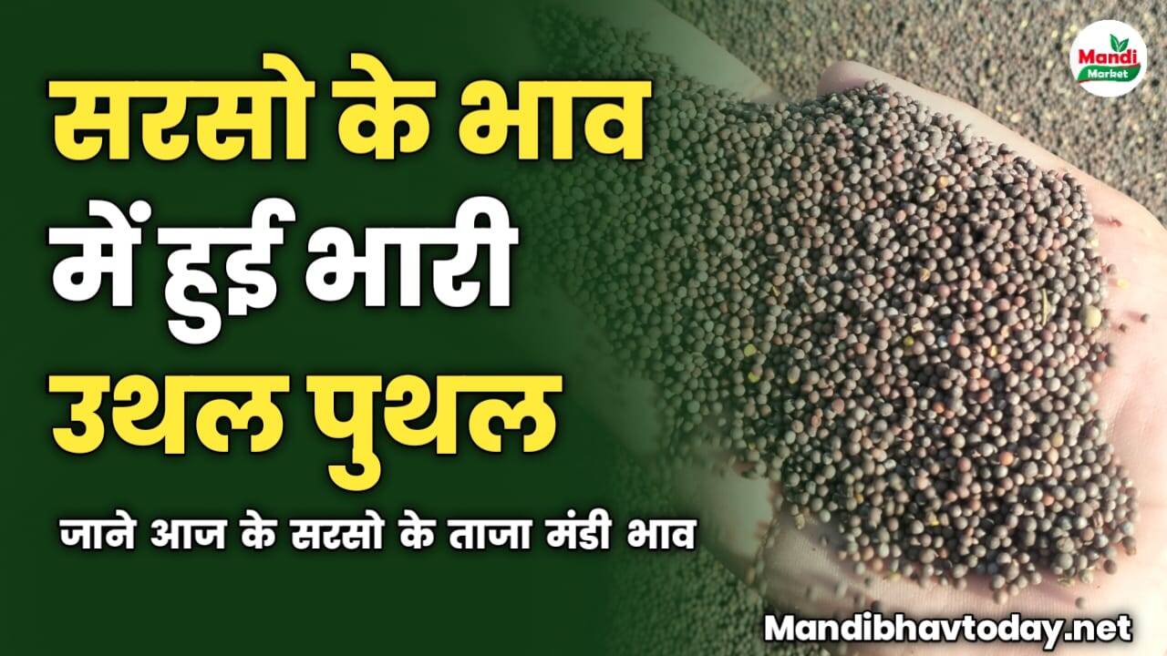 सरसो की कीमतों में हुई भारी उथल पुथल | जाने आज के सरसो के ताजा मंडी भाव