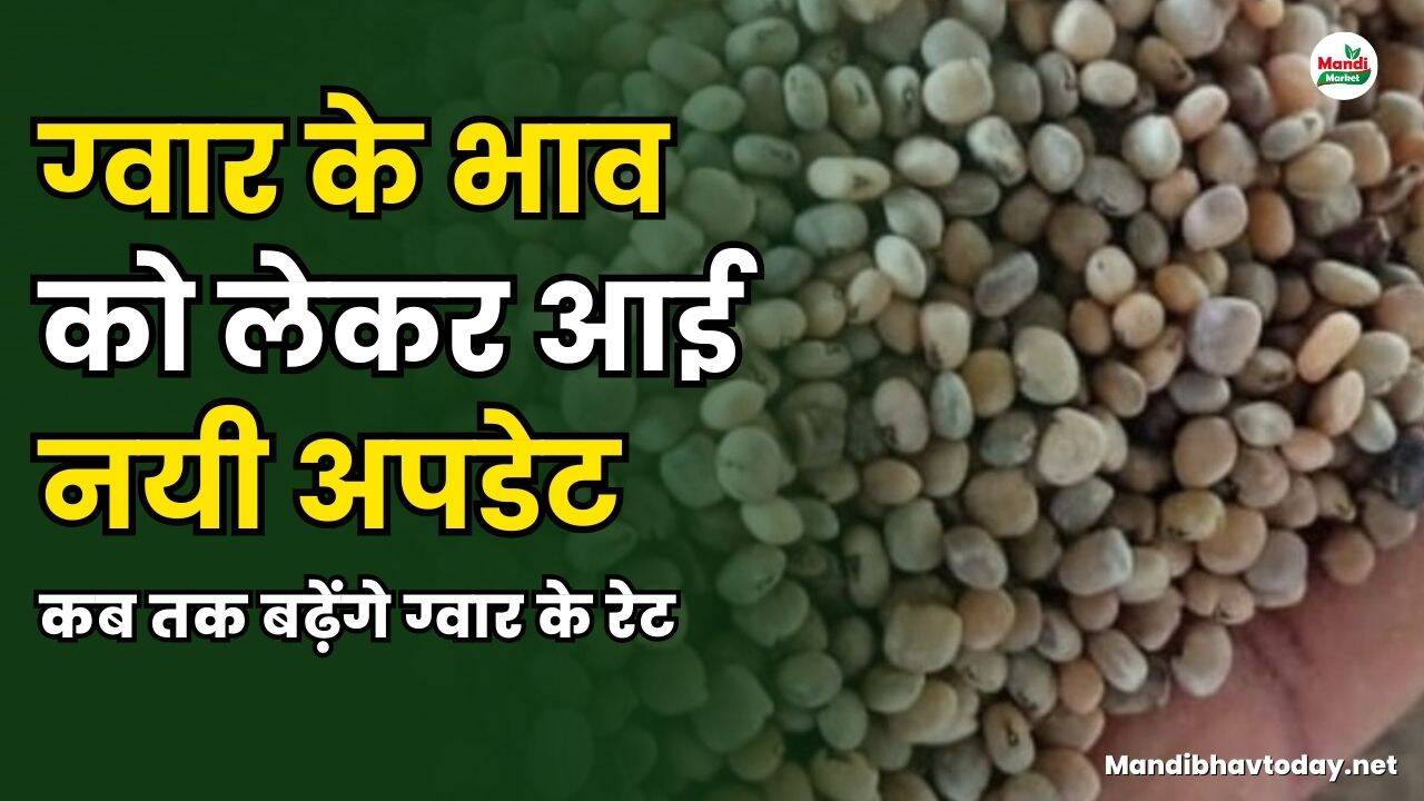 ग्वार के भाव को लेकर आई नयी अपडेट | कब तक बढ़ेंगे ग्वार के रेट | जाने रिपोर्ट मे