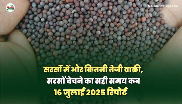 सरसों में और कितनी तेजी बाकी, सरसों बेचने का सही समय कब