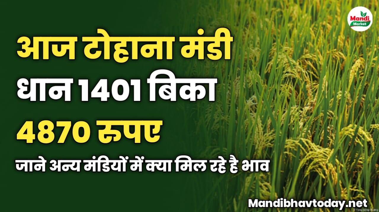 आज टोहाना मंडी धान 1401 बिका 4870 रुपए | जाने अन्य मंडियों में क्या मिल रहे है भाव