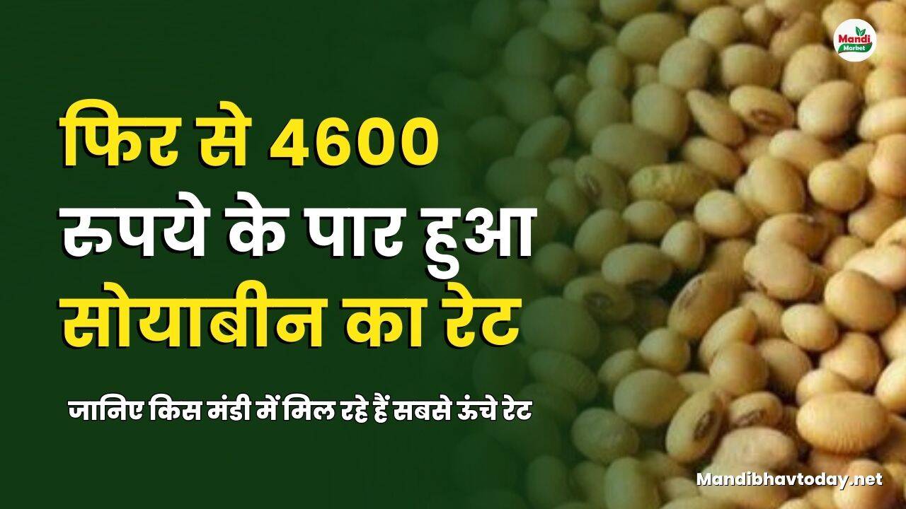 सोयाबीन के सबसे ऊंचे रेट