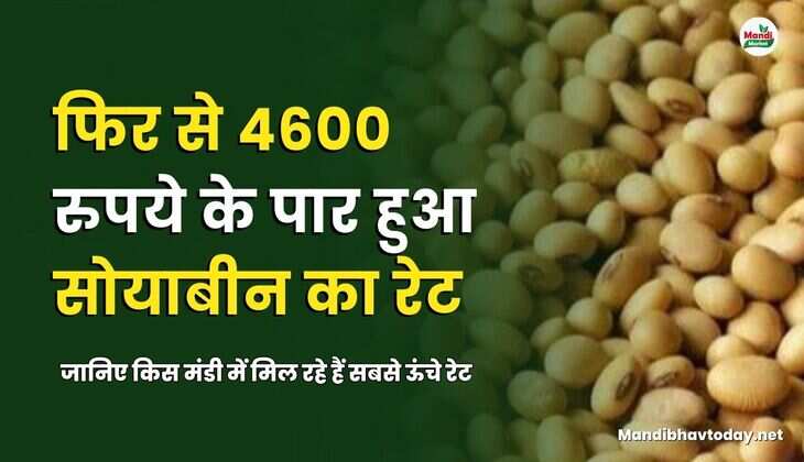 सोयाबीन के  सबसे ऊंचे रेट
