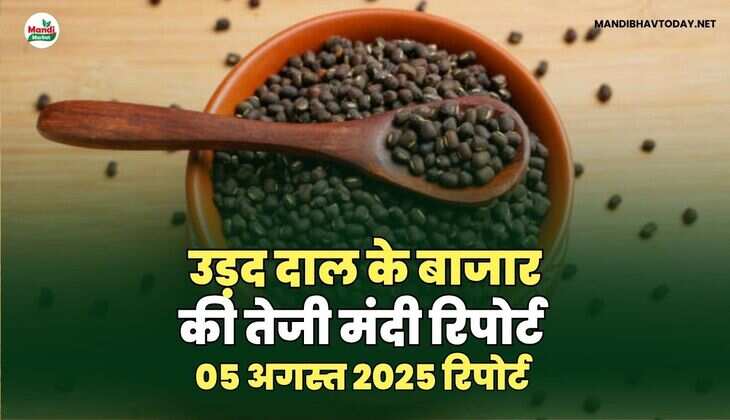 उड़द दाल की तेजी मंदी रिपोर्ट -05 अगस्त  2025