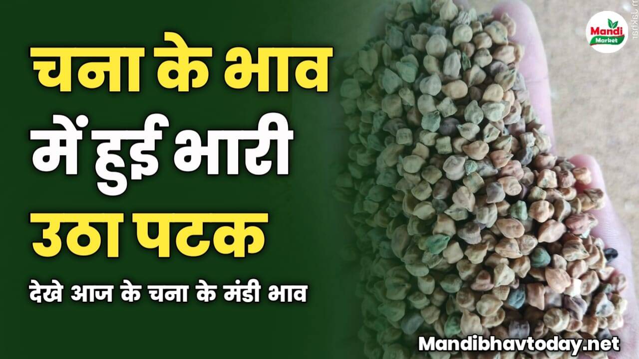 आज चना के भाव में हुई भारी उठा पटक | देखे आज के चना के मंडी भाव
