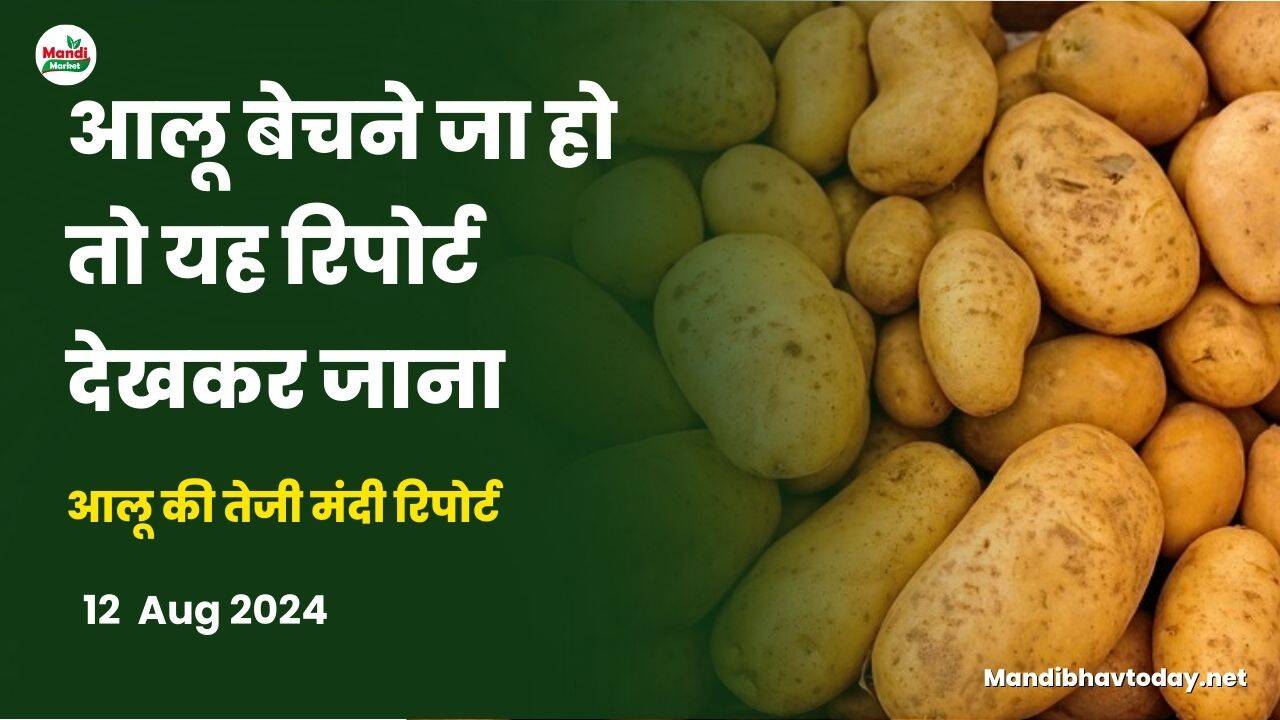 आलू की तेजी मंदी रिपोर्ट