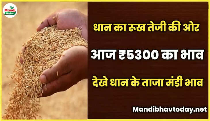 धान का रूख तेजी की ओर आज 5300 का भाव देखे धान के ताजा मंडी भाव