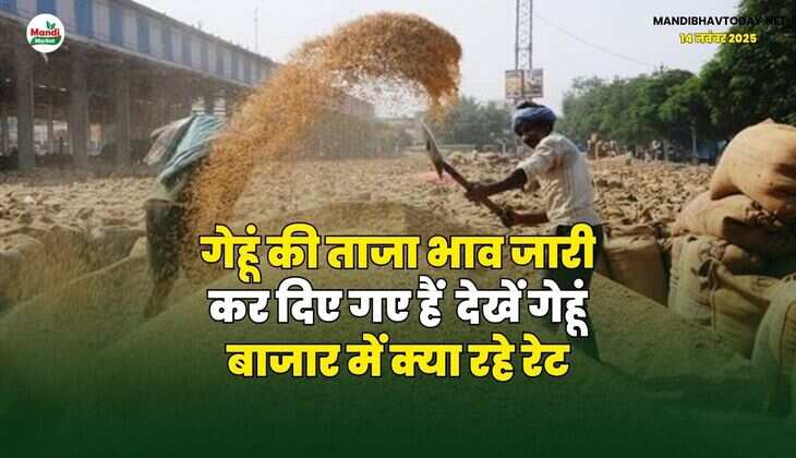 गेहूं की ताजा भाव जारी कर दिए गए हैं | देखें गेहूं बाजार में क्या रहे रेट