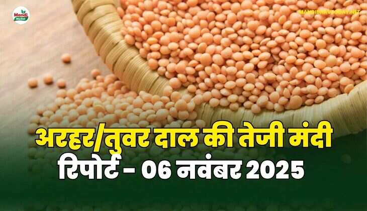 अरहर /तुवर  दाल की तेजी मंदी रिपोर्ट - 06 नवंबर 2025
