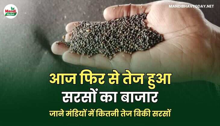 आज फिर से तेज हुआ सरसों का बाजार | जाने मंडियों में कितनी तेज बिकी सरसों
