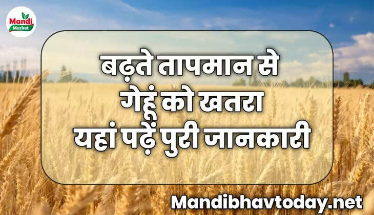 बढ़ते तापमान से गेहूं को खतरा