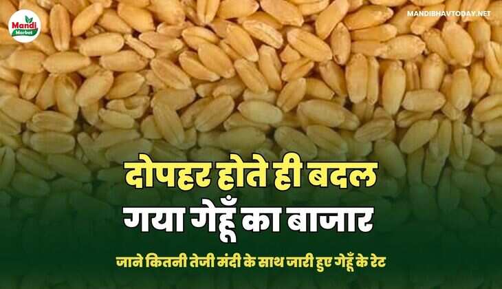 जाने कितनी तेजी मंदी के साथ जारी हुए गेहूँ के रेट