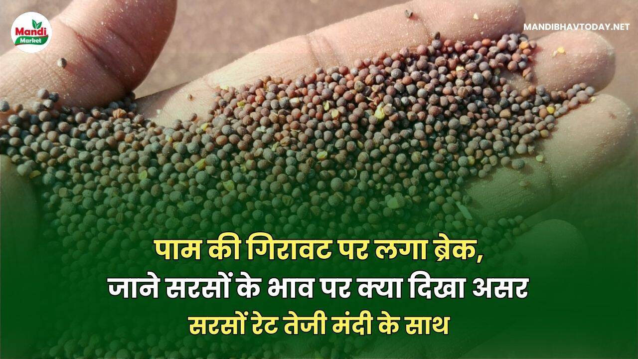 पाम की गिरावट पर लगा ब्रेक | जाने सरसों के भाव पर क्या दिखा असर | सरसों रेट तेजी मंदी के साथ