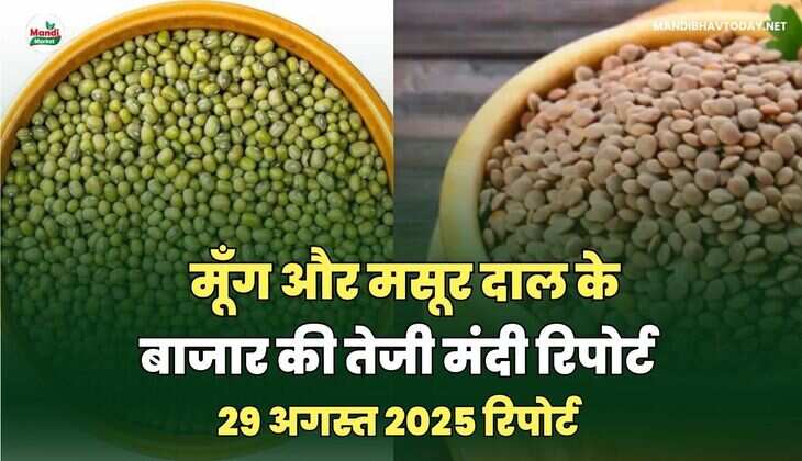 मूँग और मसूर दाल की तेजी मंदी रिपोर्ट -29  अगस्त 2025