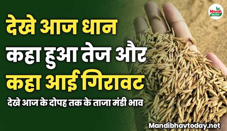 देखे आज धान कहा हुआ तेज और कहा आई गिरावट | देखे आज के दोपह तक के ताजा मंडी भाव 