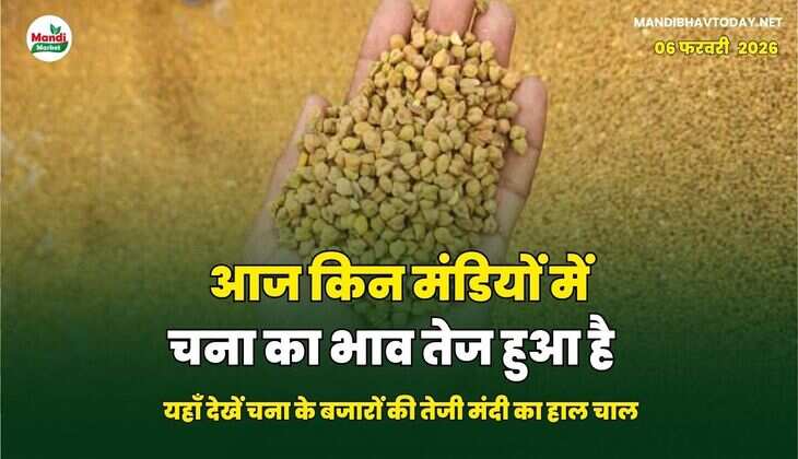 आज किन मंडियों में चना का भाव तेज हुआ है | यहाँ देखें चना के बजारों की तेजी मंदी का हाल चाल
