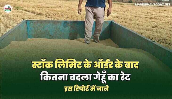 स्टॉक लिमिट के ऑर्डर के बाद कितना बदला गेहूँ का रेट | इस रिपोर्ट में जाने