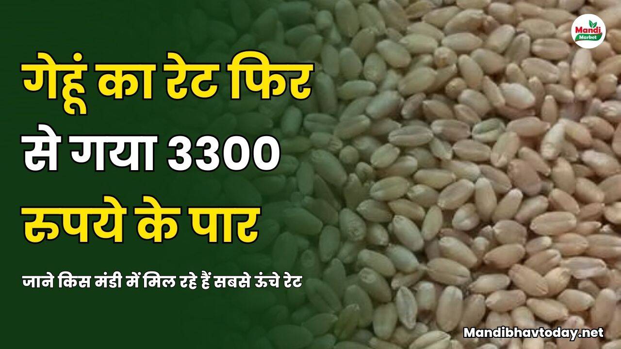 गेहूं का रेट फिर से गया 3300 के पार | जाने किस मंडी में मिल रहे हैं सबसे ऊंचे रेट