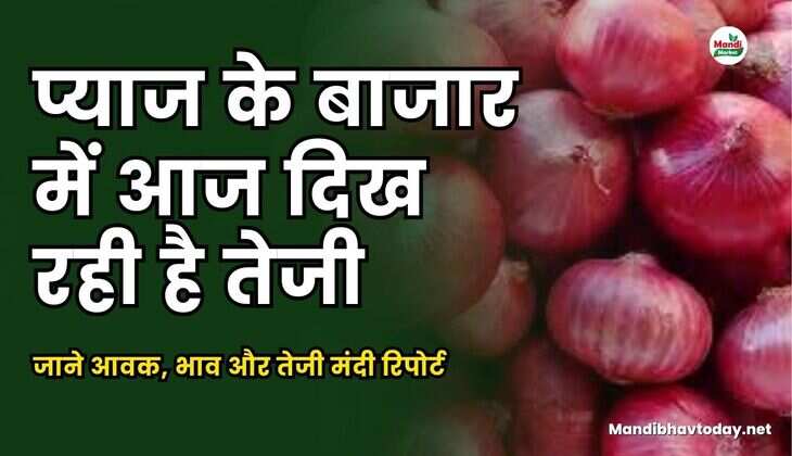 जाने आवक, भाव और तेजी मंदी रिपोर्ट