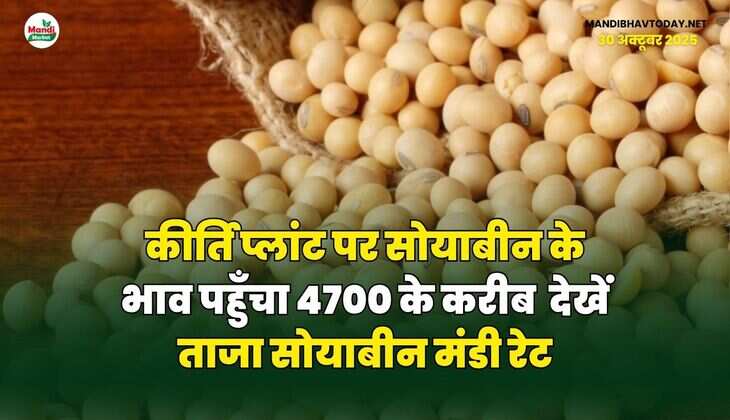 कीर्ति प्लांट पर सोयाबीन के भाव पहुँचा 4700 के करीब | देखें ताजा सोयाबीन मंडी रेट