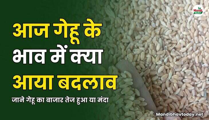जाने गेहू का बाजार तेज हुआ या मंदा