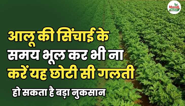 आलू की सिंचाई के समय भूल कर भी ना करें यह छोटी सी गलती | हो सकता है बड़ा नुकसान