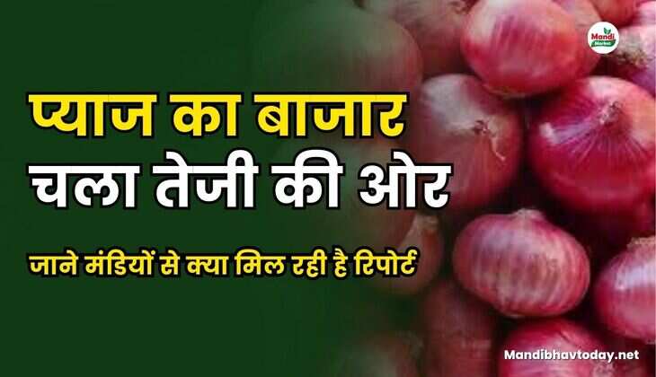 प्याज का बाजार चला तेजी की ओर। जाने मंडियों से क्या मिल रही है रिपोर्ट