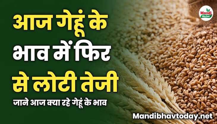 आज गेहूं के भाव में फिर से लोटी तेजी | जाने आज क्या रहे गेहूं के भाव 