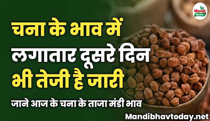 चना के भाव में लगातार दूसरे दिन भी तेजी है जारी | जाने आज के चना के ताजा मंडी भाव 