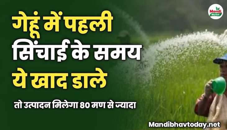 गेहूं में पहली सिंचाई के समय ये खाद डाल दो उत्पादन मिलेगा 80 मण से ज्यादा