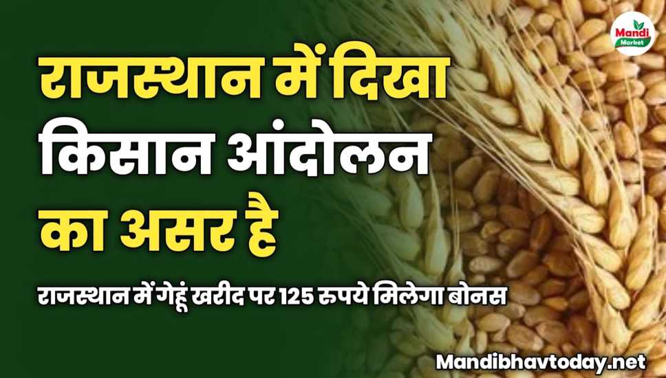 राजस्थान में दिखा किसान आंदोलन का असर है | राजस्थान में गेहूं खरीद पर 125 रुपये मिलेगा बोनस 