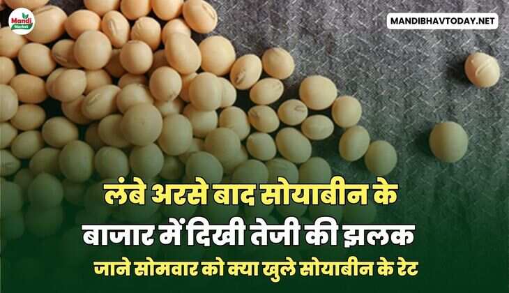 लंबे अरसे बाद सोयाबीन के बाजार में दिखी तेजी की झलक | जाने सोमवार को क्या खुले सोयाबीन के रेट