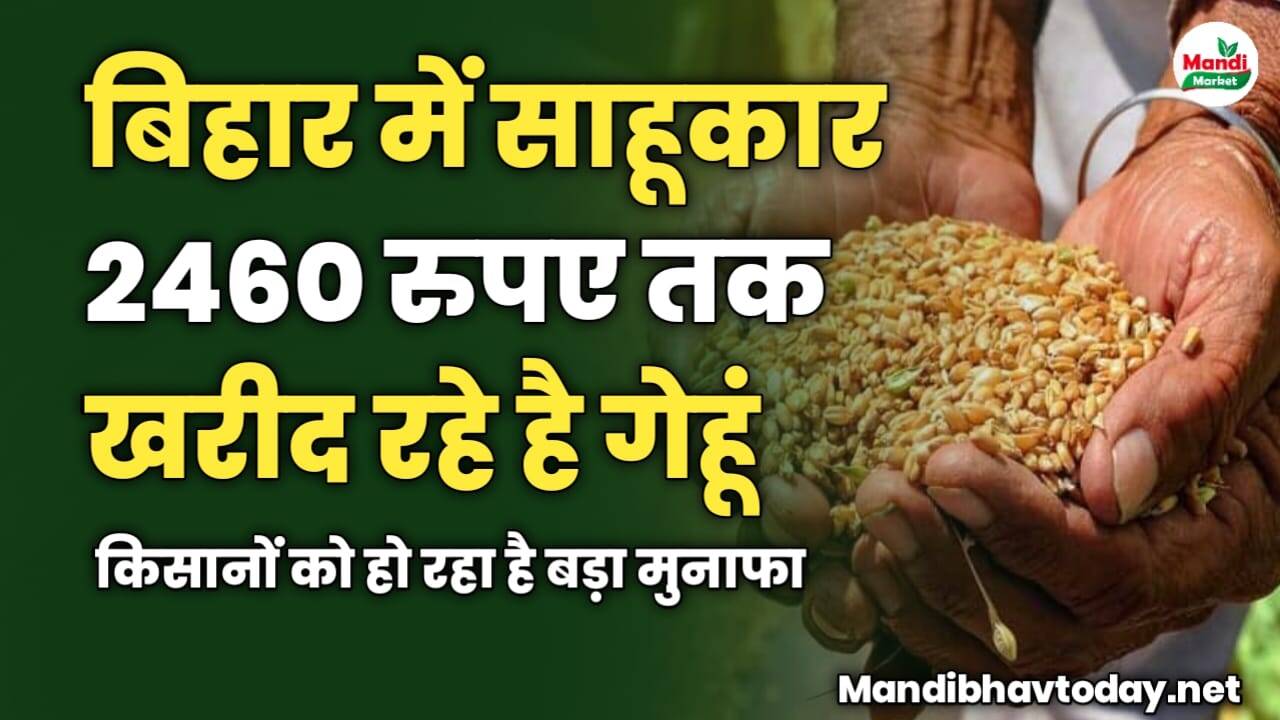 बिहार में साहूकार 2460 रुपए तक खरीद रहे है गेहूं | किसानों को हो रहा है बड़ा मुनाफा