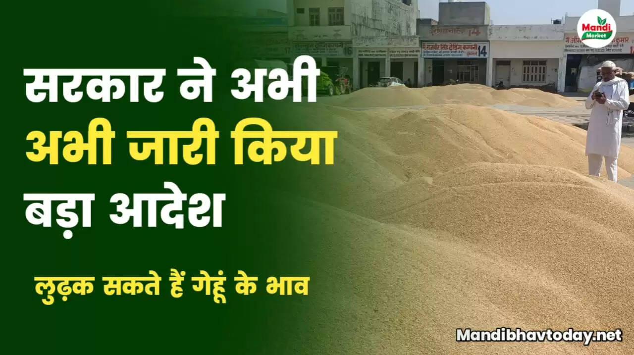 गेहूं की तेजी मंदी रिपोर्ट