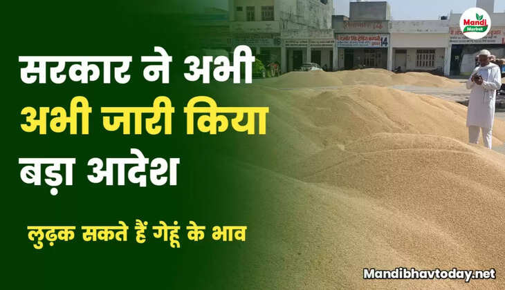 गेहूं की तेजी मंदी रिपोर्ट 
