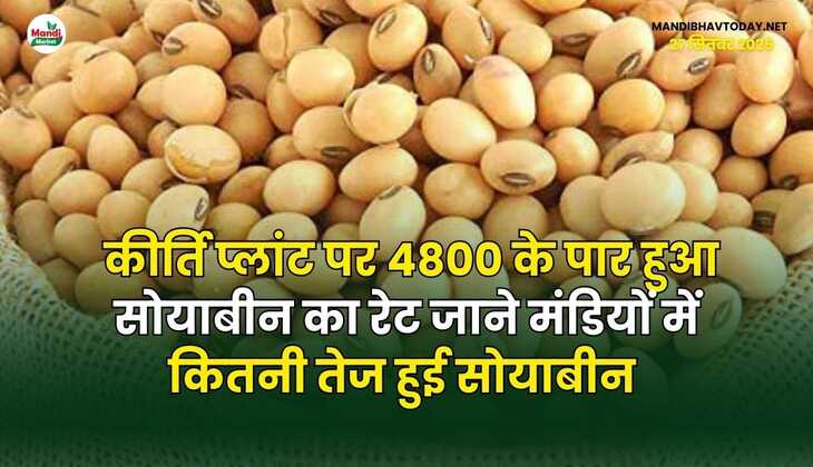 कीर्ति प्लांट पर 4800 के पार हुआ सोयाबीन का रेट | जाने मंडियों में कितनी तेज हुई सोयाबीन